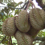 Davao Durian Growers Plan Expansion to Meet Rising Demand