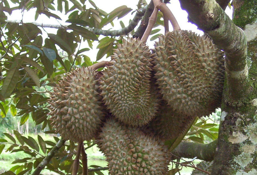 Davao durian