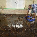Eel Farming in the Philippines: How to Grow Igat