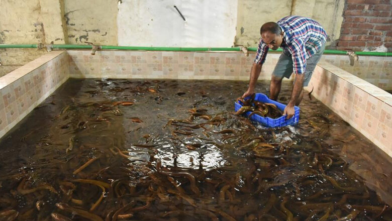 Eel Farming in the Philippines: How to Grow Igat