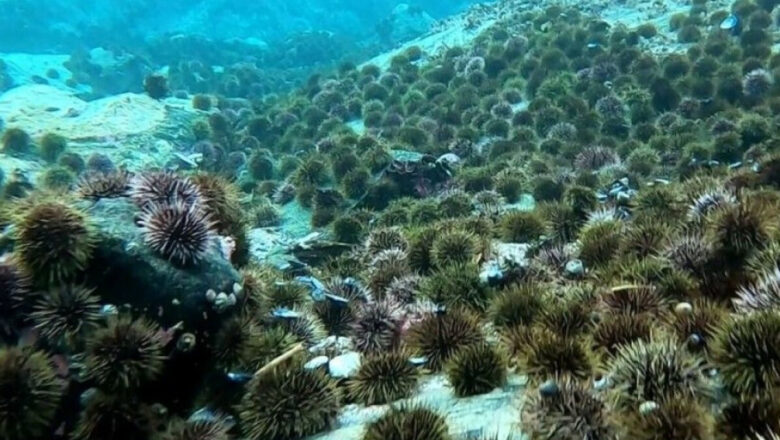 Sea Urchin Farming: How to Grow and Culture Sea Urchin
