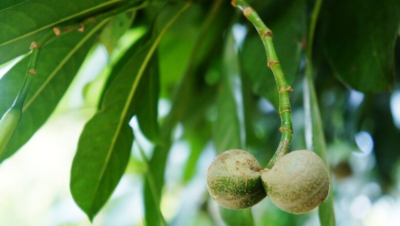 Bayag-usa Tree Description and Medicinal Uses