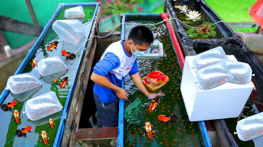 Goldfish farming