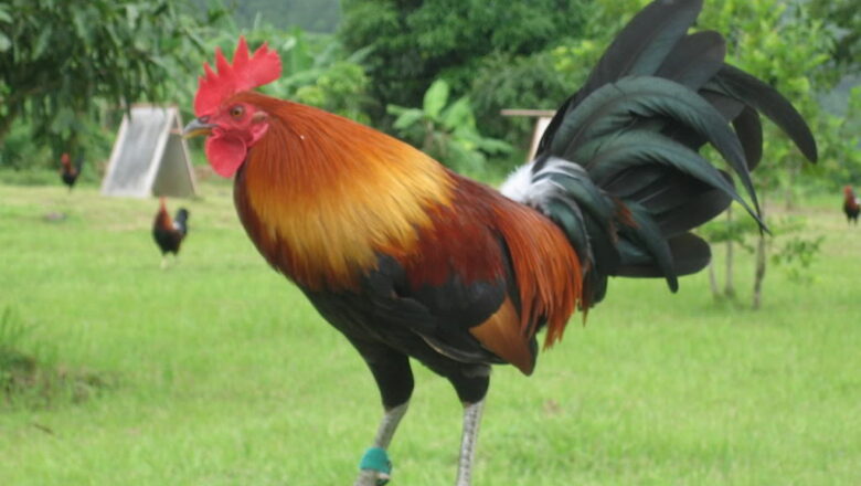 Gamefowls for Sale: Where to Buy Fighting Cocks in the Philippines