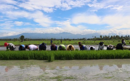 hybrid rice demo farm