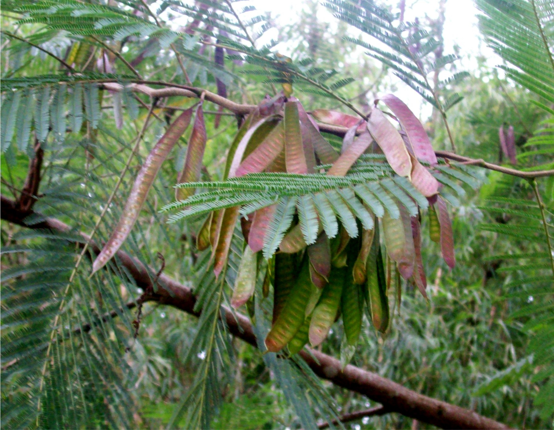 ipil-ipil-tree-leaves