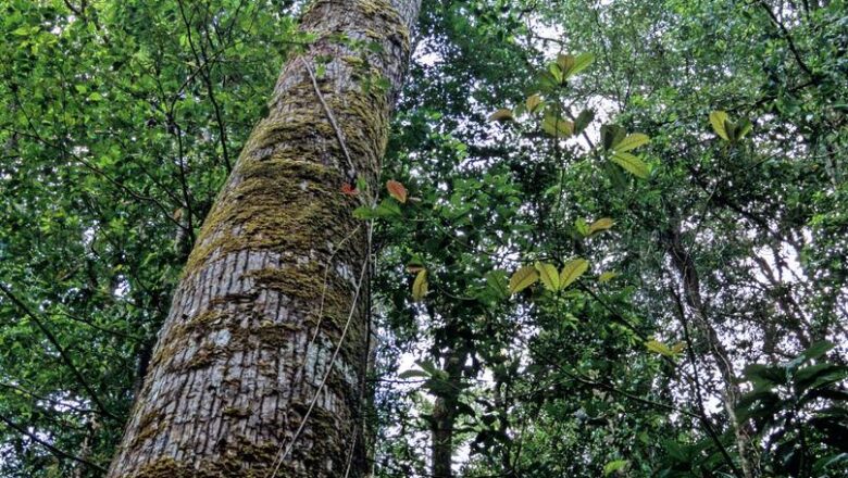 Lauan Tree: All You Need to Know About Lawaan