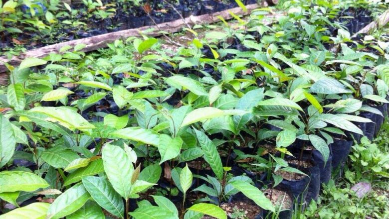 Gmelina vs Mahogany: Which is more Profitable to Grow and Why