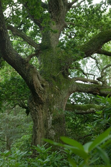 Mangkono Tree: The Ironwood of the Philippines