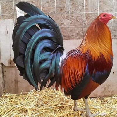 McLean Hatch Gamefowl Breed Profile and Fighting Style