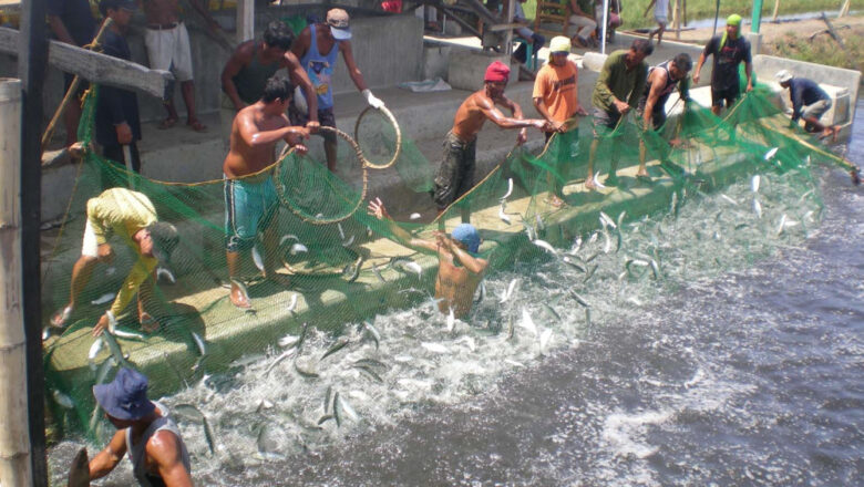 Farming Milkfish In The Philippines: How to Grow and Raise Bangus