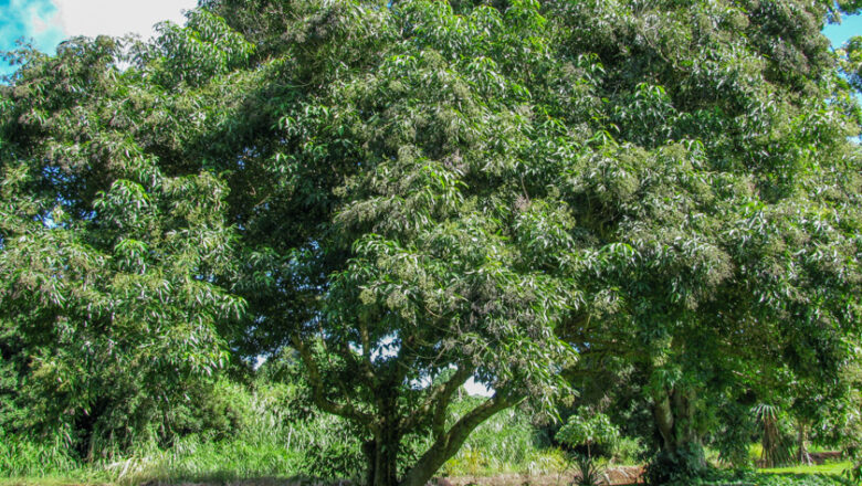 Molave Tree: All You Need to Know