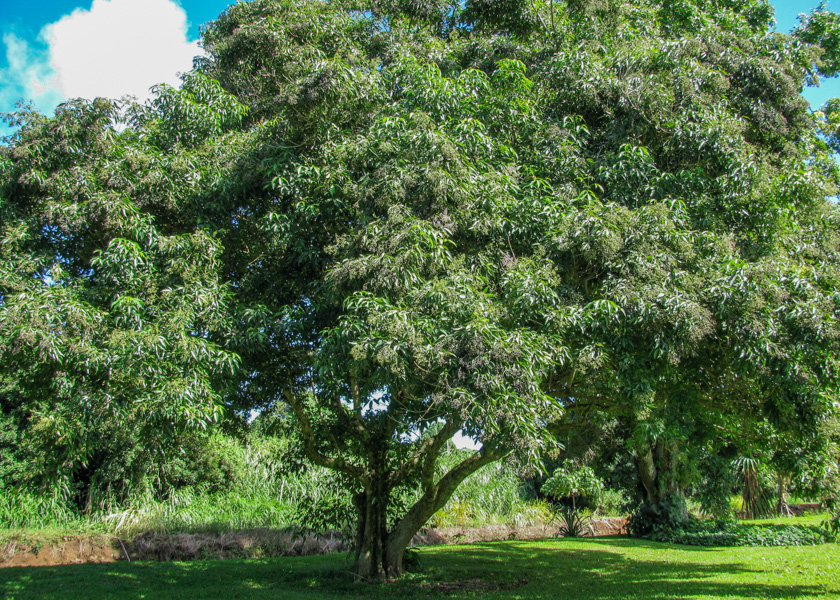 Molave tree