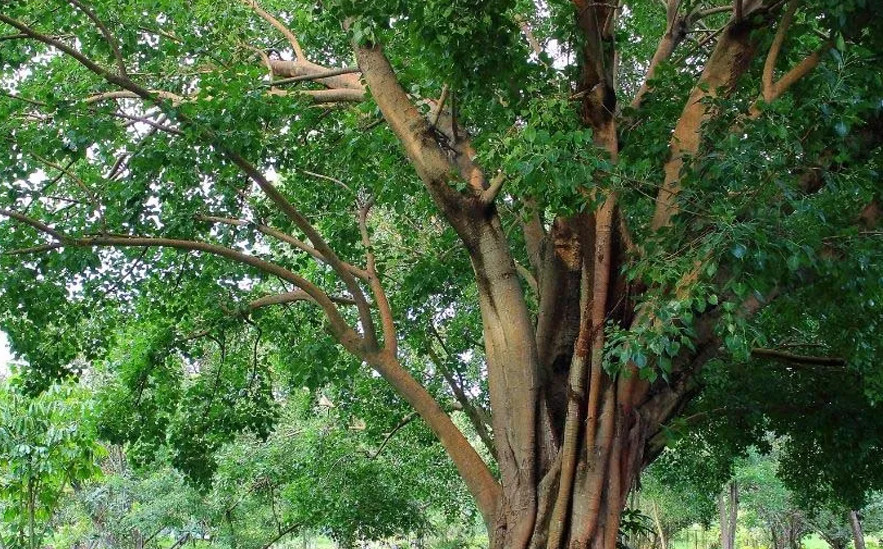narra-tree