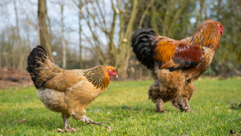 Regular Rooster vs Gamefowl: What’s the Difference?