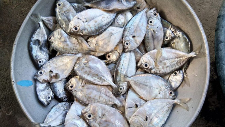 Slipmouth Fish: 8 Sapsap Benefits, Description, and Disadvantages