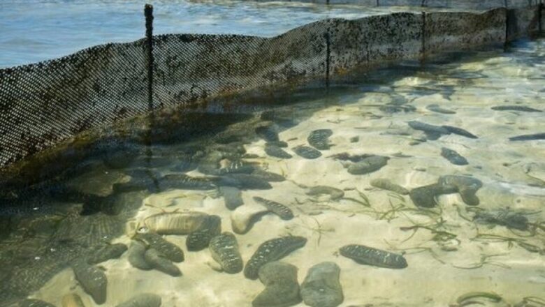 Sea Cucumber Farming in the Philippines: How to Culture Sea Cucumber for Profit