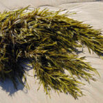 DA Explores Seaweed as Affordable Livestock Feed