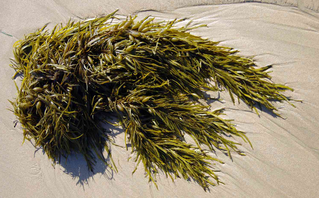seaweed-as-animal-food