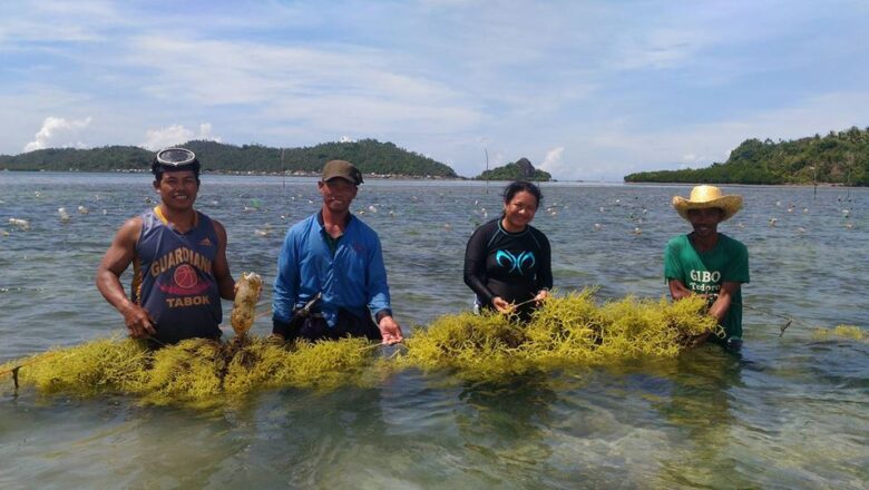 Seaweed Farming in the Philippines: How to Grow and Propagate Seaweed