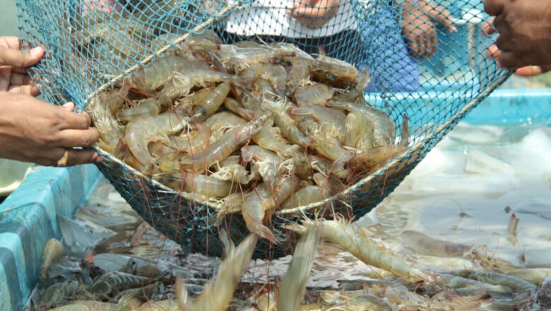 Shrimp Farming in the Philippines: How to Grow Hipon