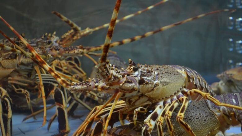 Lobster Farming in the Philippines: How to Grow and Culture Lobster