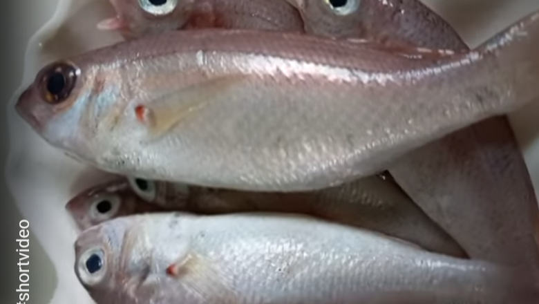 Upos-upos Fish: Two-spot Red Snapper Description, Uses, and Benefits