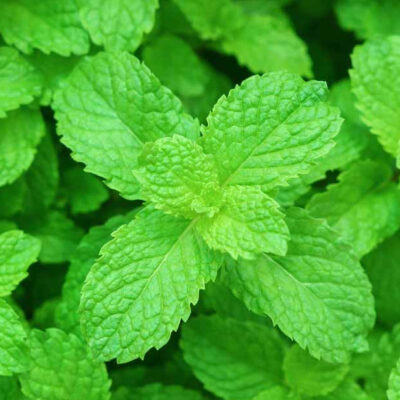 Yerba Buena: 10 Health Benefits of Peppermint, Medicinal Uses, and Side Effects