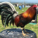 Albany Gamefowl
