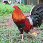 Allen Roundhead Gamefowl