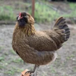 Ameraucana chicken