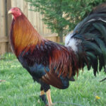 American Gamefowl