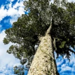 Apitong Tree