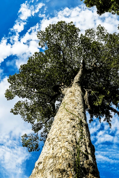 Apitong Tree
