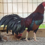 Asil Cobra Gamefowl