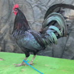 Bacon Warhorse Gamefowl