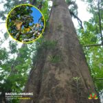 Baguilumbang Tree