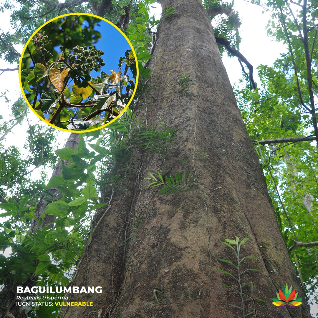 Baguilumbang Tree