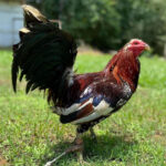 Bama Sports Gamefowl