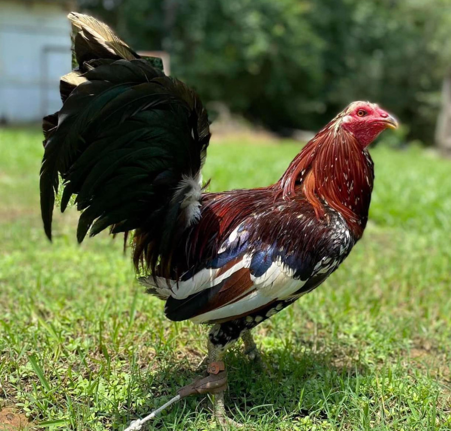 Bama Sports Gamefowl
