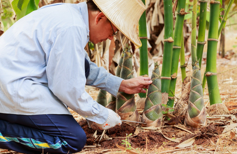 Bamboo Farming