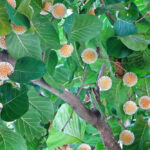 Bangkal Tree