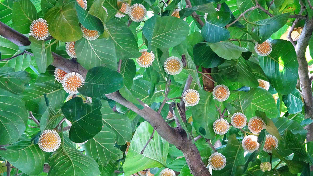 Bangkal Tree
