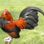 Bantam Gamefowl