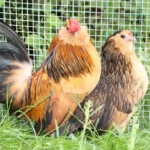 Barbu d'Anvers Chicken