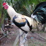 Bates Gray Gamefowl