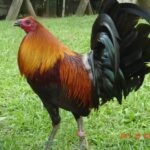 Bates Hatch Gamefowl