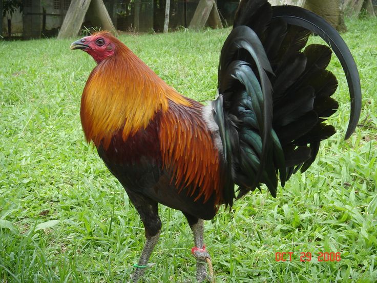 Bates Hatch Gamefowl