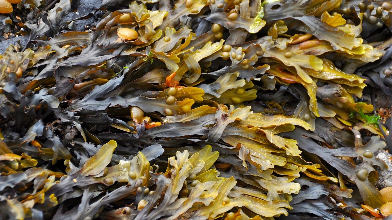 Benefits of Seaweed on Livestock