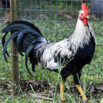 Bennett Grey Gamefowl